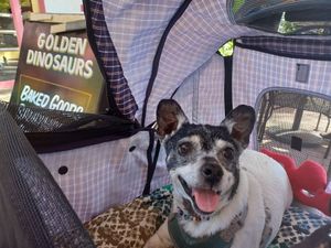  at Golden Dinosaurs in Gulfport