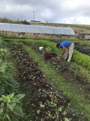 Fresh Organic Leaves from a “stones throw away" at Inishwallah 68 in Galway