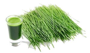 Organic Wheatgrass
 at Natural Way Cafe in Fair Lawn