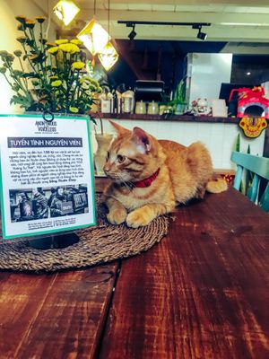 Cat loves Anonymous for the voiceless  at Passengers in Ho Chi Minh City
