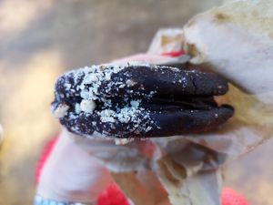  at Raw Raw Raw in Fremantle