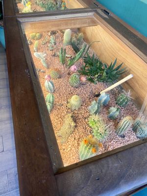 Decoration   at Orteá - Vegan Collective in Lisbon