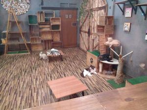 (Also, cat cafe around the corner from the restaurant...this was after hours, so things seemed pretty chill in there) at The Family Restaurant in Bangkok