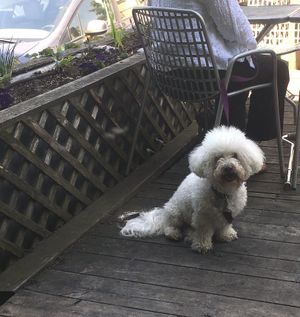 Pets welcome on our patio. at Common Roots Cafe in Minneapolis