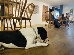 Dogs welcomee  at Redwing Gallery in Penzance