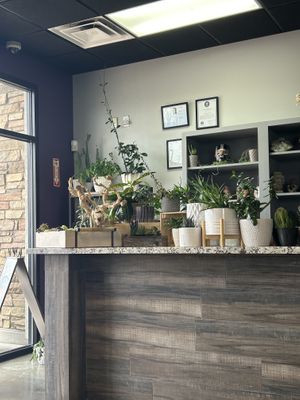 Happy plants when you walk in!  at House of Mexica in Reno