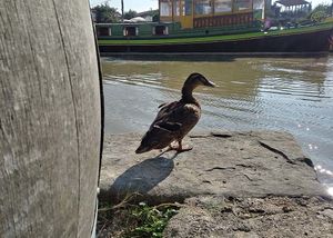 Ducks! at Le Comptoir Nature in Le Somail