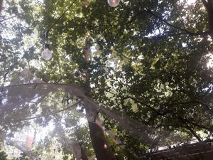 View above you in the garden at co Jak co in Poznan