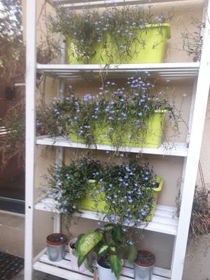 Flower pots in the garden at co Jak co in Poznan