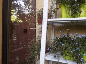 flowers in the garden at co Jak co in Poznan