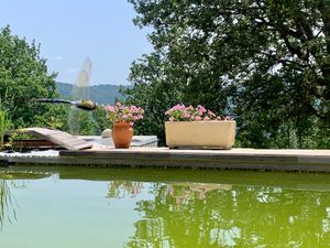Abriecosy has converted their swimming pool in a natural swimming pond. The fishies welcome you to dive with them! at Abriecosy Ecolodge in Bargemon