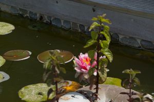 watermint and waterlilies in our pool at Abriecosy Ecolodge in Bargemon