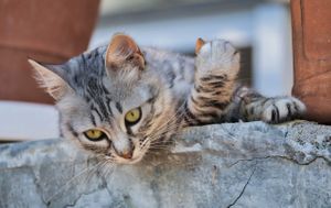 Pitouti the zen master will show you how to come to rest and peace at Abriecosy Ecolodge in Bargemon