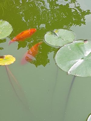 Wilma and Freddy at Abriecosy Ecolodge in Bargemon
