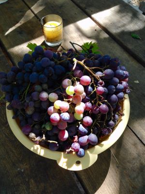 the garden is full of fruittrees and grapes at Abriecosy Ecolodge in Bargemon