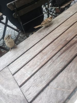  at Güjžina - Green One Bistro in Ljubljana