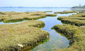 Worth goinmg for the area at Salt Shack Cafe in Hayling Island