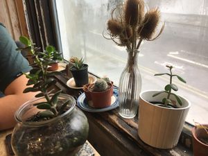 Lots of plants dotted around 🌱 at The Old Gun Shop Café & Pantry in Lancaster