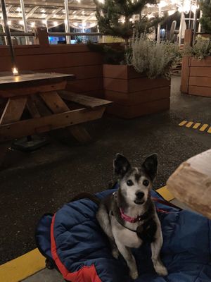 Our dog enjoying the patio at The Bye and Bye in Portland