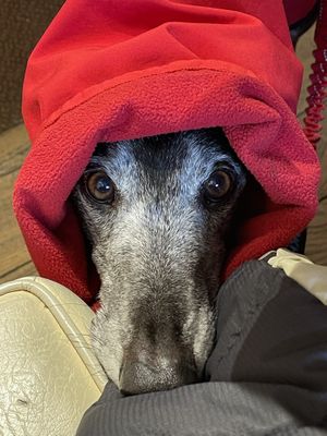 Chief taste tester   at Broadway Deli  in Broadway