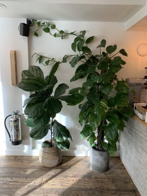 Lots of plants  at Jaunty Goat - Bridge St in Chester