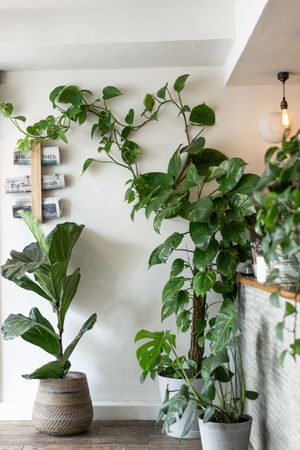 Interior and plant life at Bridge Street at Jaunty Goat - Bridge St in Chester