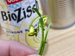 rucola flower at Noah's Restaurant in Mainz