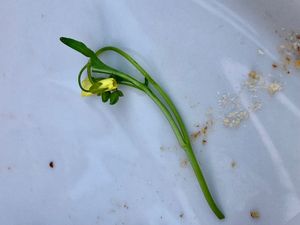 rucola at Noah's Restaurant in Mainz