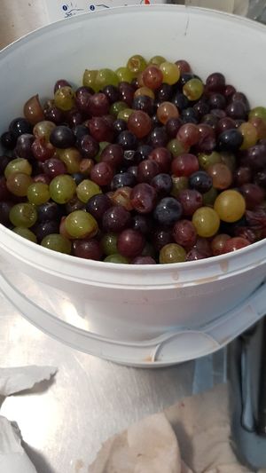 Grapes at Gelateria Crema di Gelato in Lagos