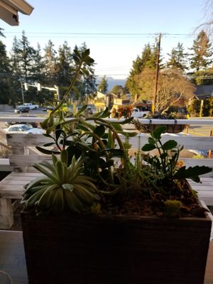 Succulents at Sage and Cinder in Mukilteo
