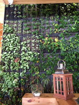 Green decor  at Alma Verde - Hipodromo in Tijuana