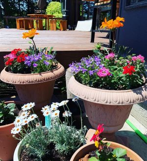 Flowers at Kuma Cafe in Hachinohe