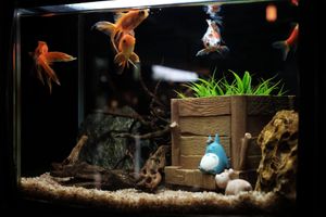 unique fish tank at Kuma Cafe in Hachinohe