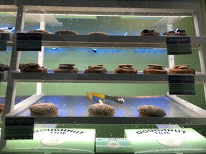 Vegan at Doughnut Time - Pop Up in London