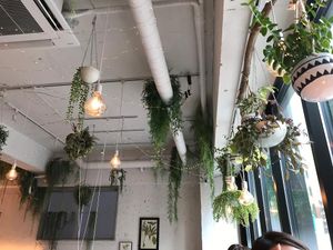 Lots of hanging plants at Botanist in Tokyo