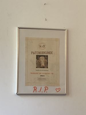 Happy cow  at Café Loyal in Siegburg