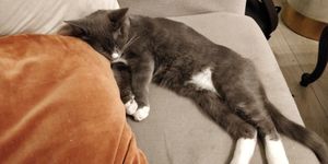  at Café Chato in Montreal