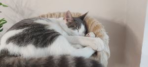  at Café Chato in Montreal