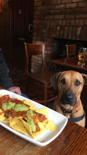 Vegan nachos  at Red Lion in Newburgh