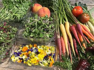 Farm-to-table with Chef Matt Janney and Altezza restaurant at The Peaks Resort & Spa  at Altezza at The Peaks in Telluride