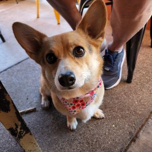 Dog friendly patio! They even have a water bowl for pups at Dellepiane Sedona in Sedona