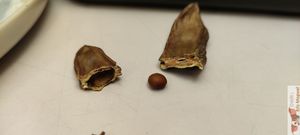 Carube at Imagine Café in Paris