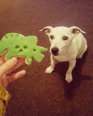 vegan dinosaur shortbread biscuit at Lee's Family Bakery in South Shields