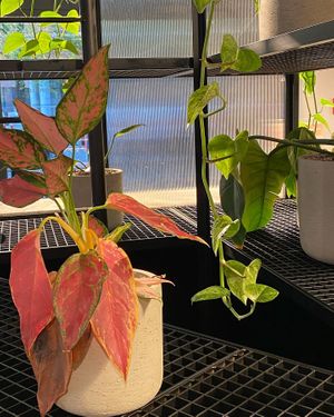   at Brammibal's Donuts - Potsdamer Platz in Berlin