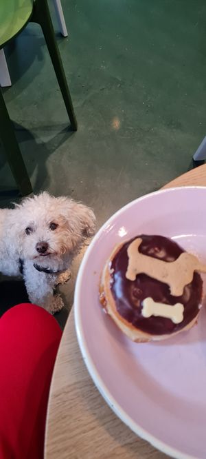 Donut celebrating Dog Day - Donut only for humans at Brammibal's Donuts - Potsdamer Platz in Berlin