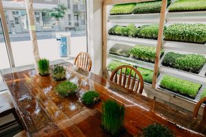 Green wall at BeBg Comptoir Végé in Montreal