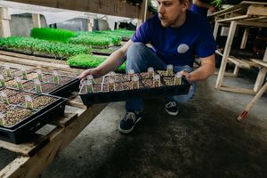 sprouts production at BeBg Comptoir Végé in Montreal
