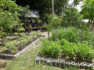 Garden where herbs are grown at The Art Club - Koh Samui Hospital in Koh Samui
