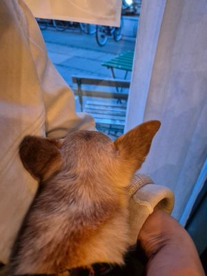 Dog friendly at Cafe OHA in Valby