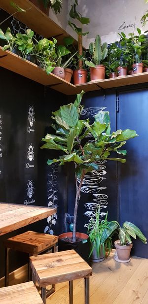 Back room jungle at The Greens in Berlin